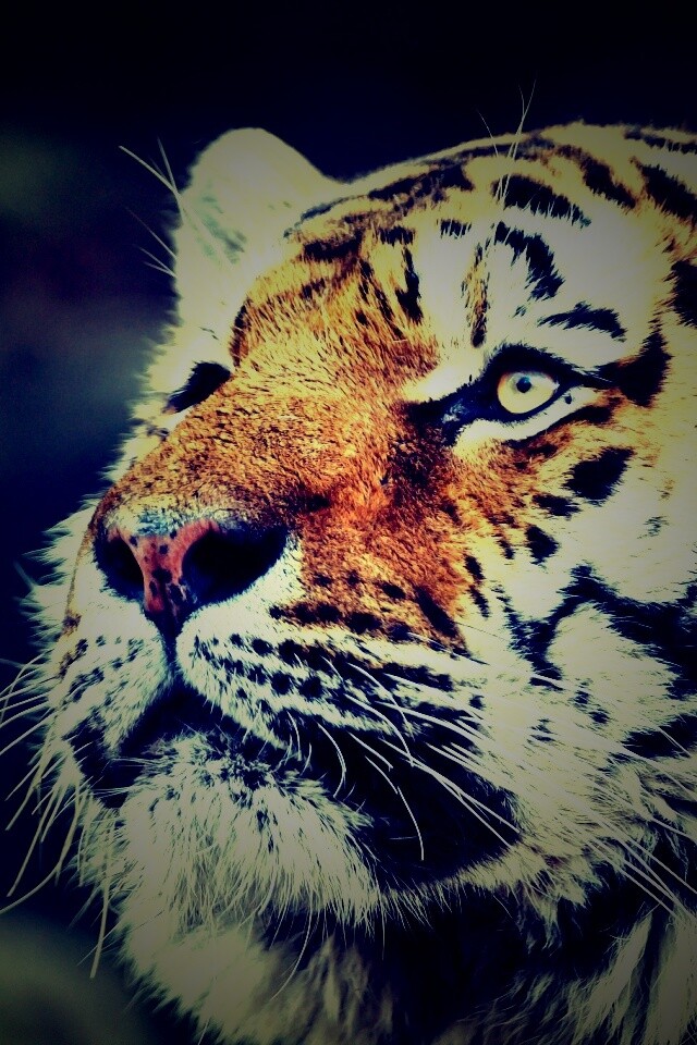 Амурский тигр обои