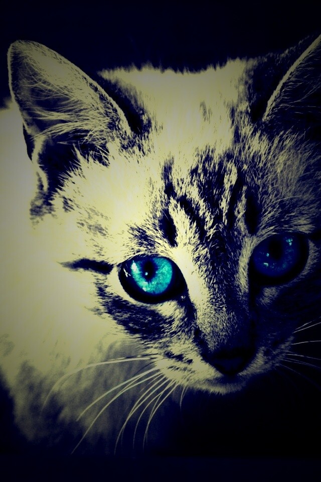 Котенок с синими глазами обои