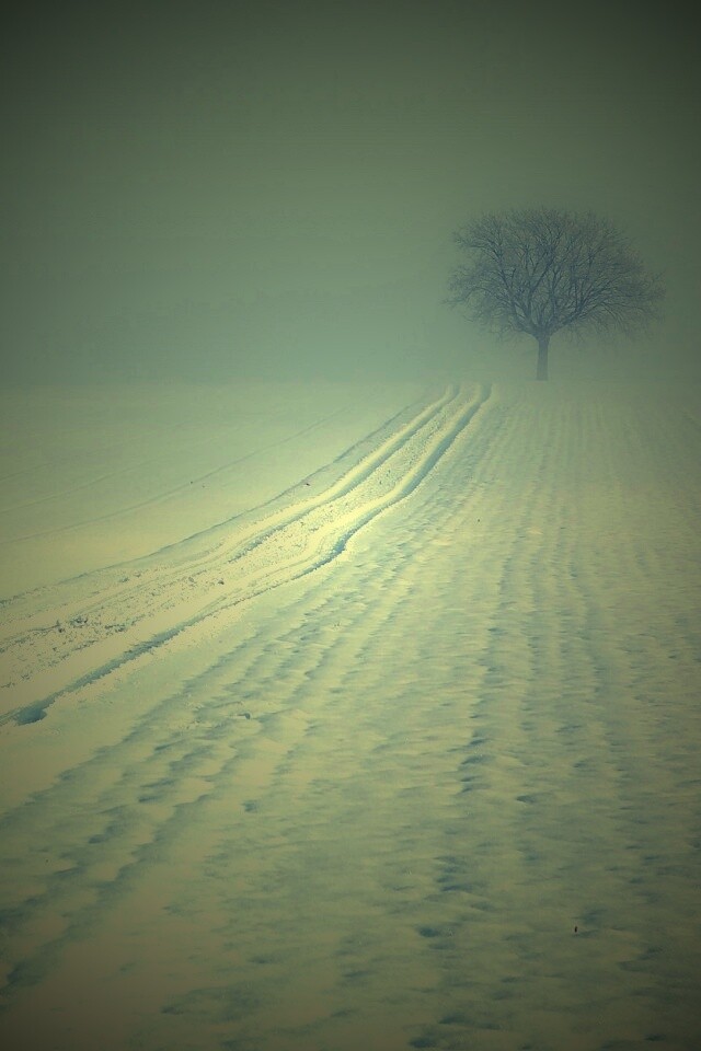 Заснеженное поле обои