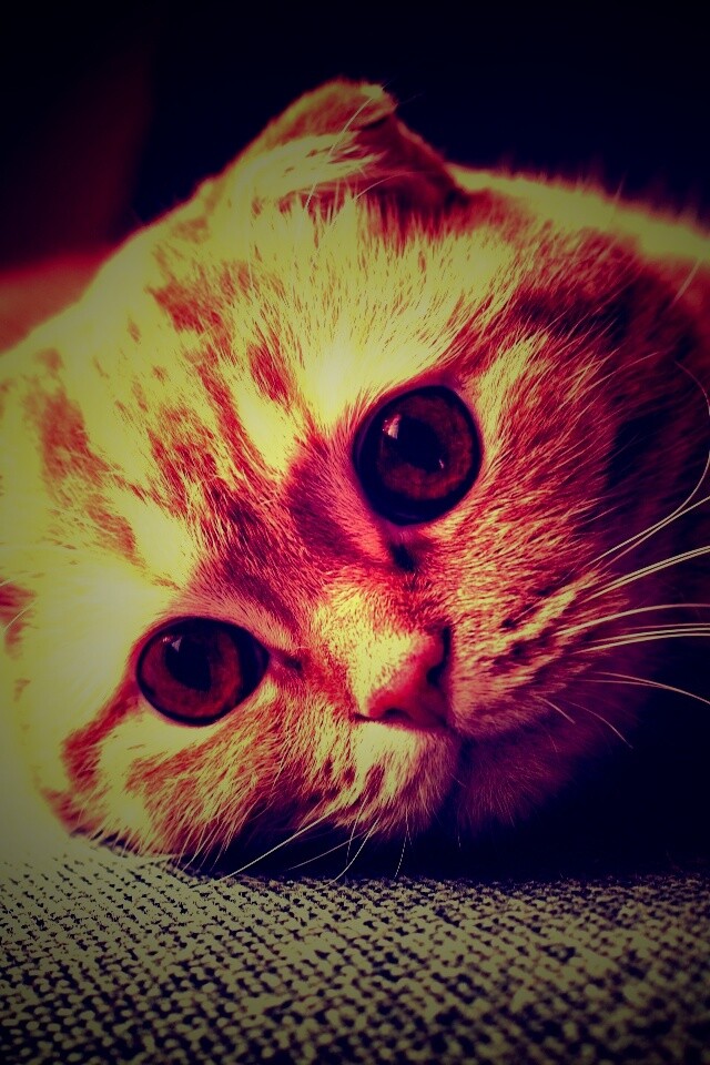 Скоттиш фолд рыжий обои