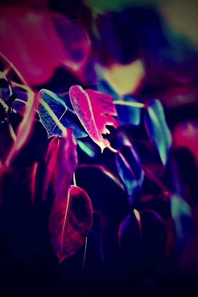 Фиолетовые листья обои