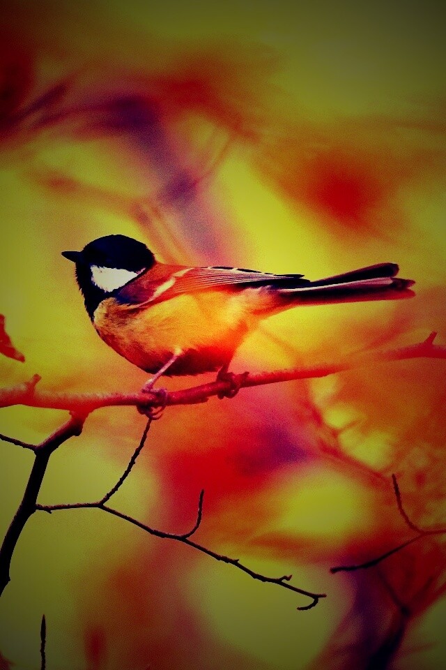 Синичка в желтой листве обои