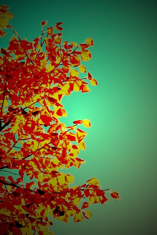 Ветви с пожелтевшими листьями на фоне неба обои