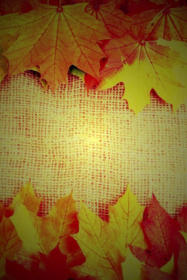 Желтые кленовые листья на холсте обои