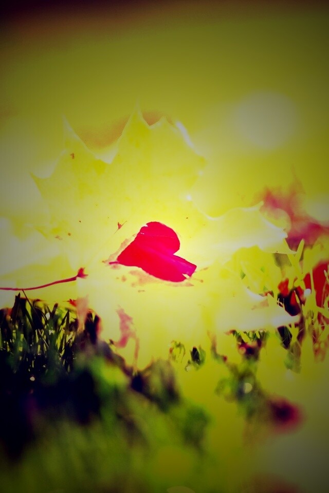 Листик в форме сердца обои