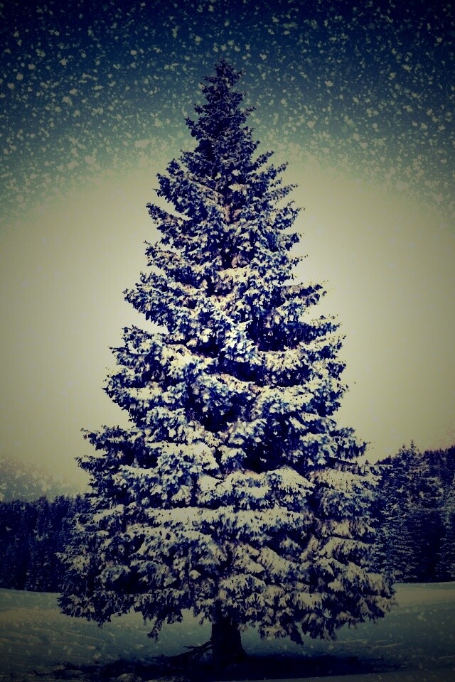 Ель в снегопад обои
