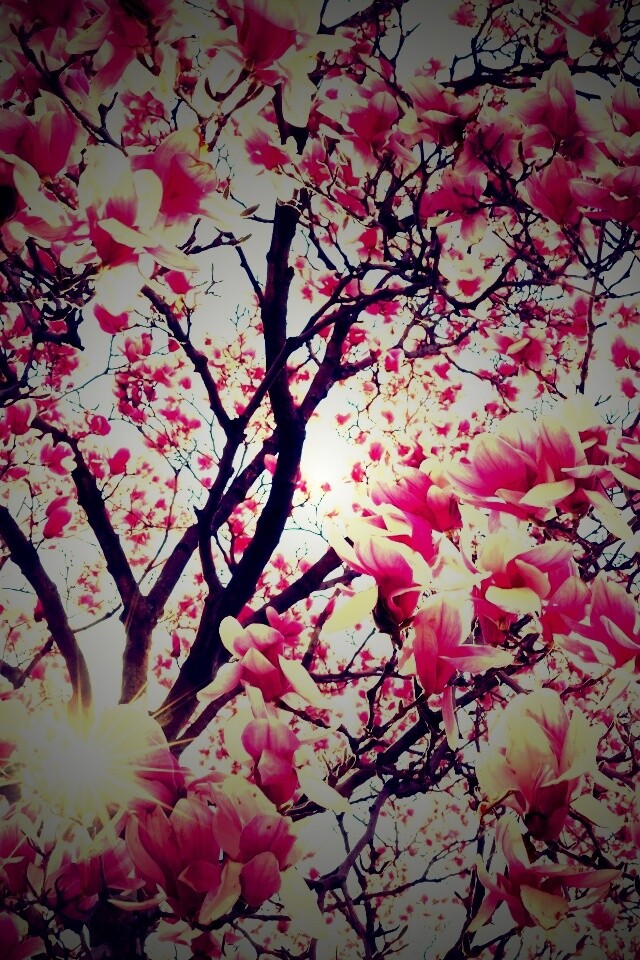 Магнолия обои