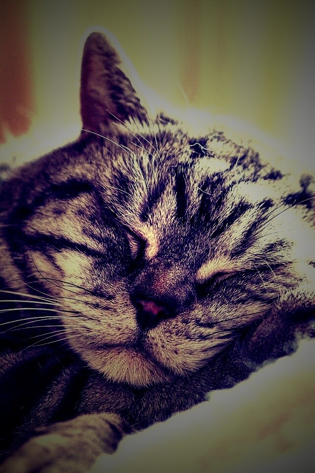 Спящий кошак обои