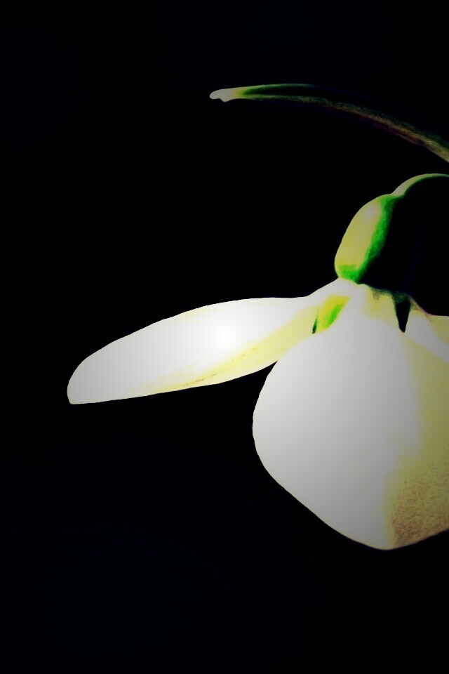 Белый цветок обои