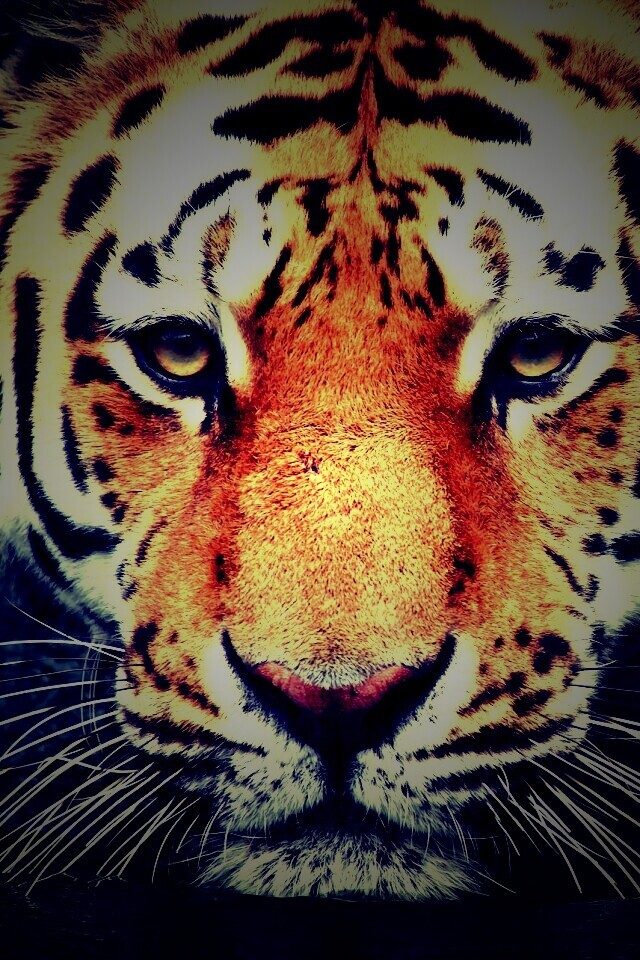 Купание тигра обои