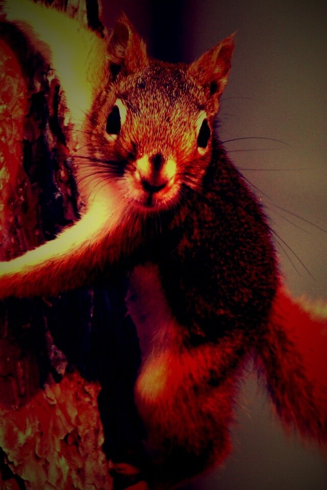 Белка на дереве обои