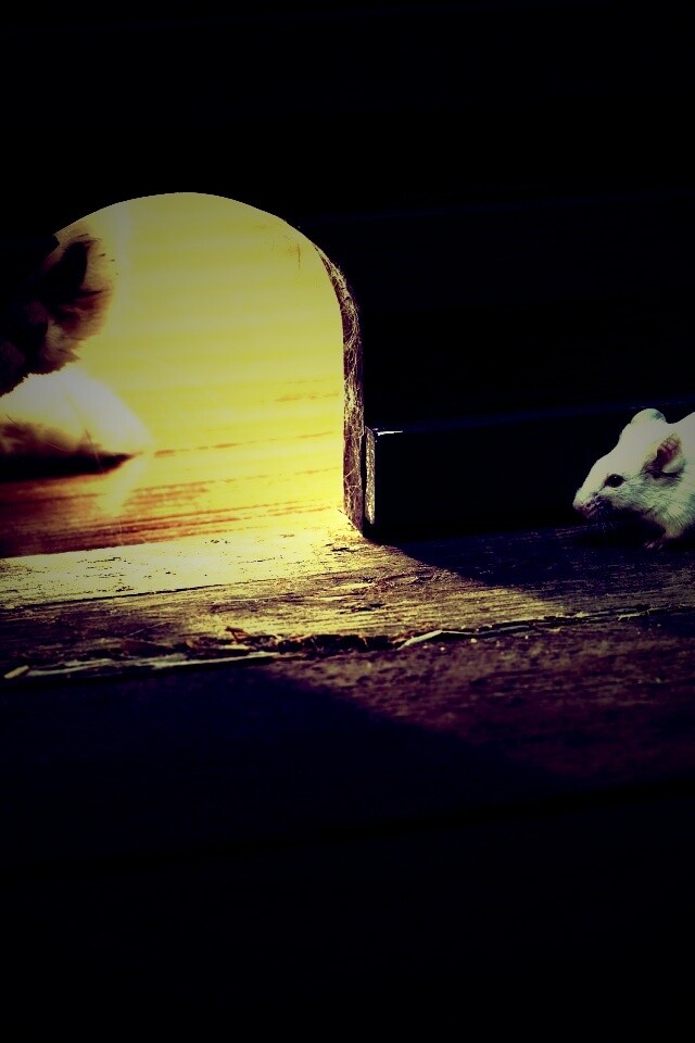 Кошки - мышки обои