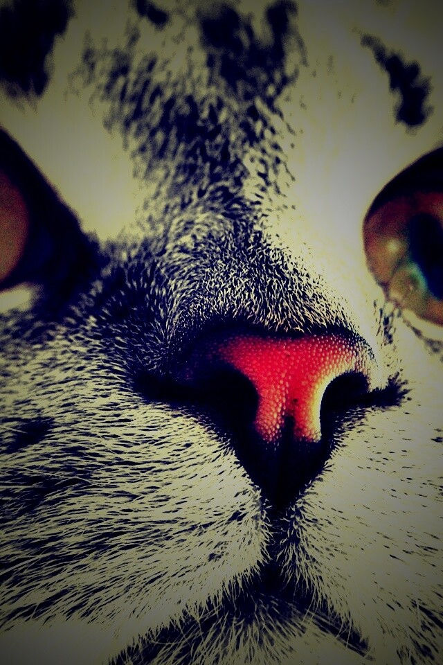 Кошачья мордочка обои