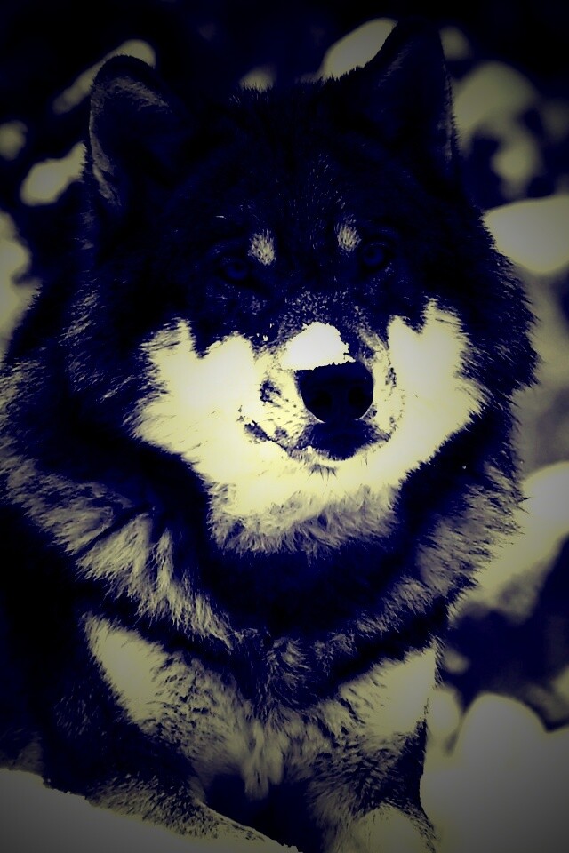 Волк с синими глазами обои