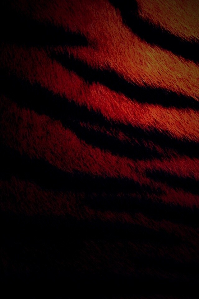 Шкура тигра обои