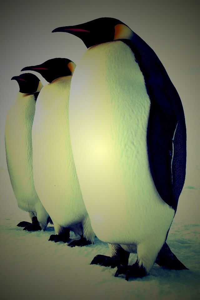 Слет пингвинов обои