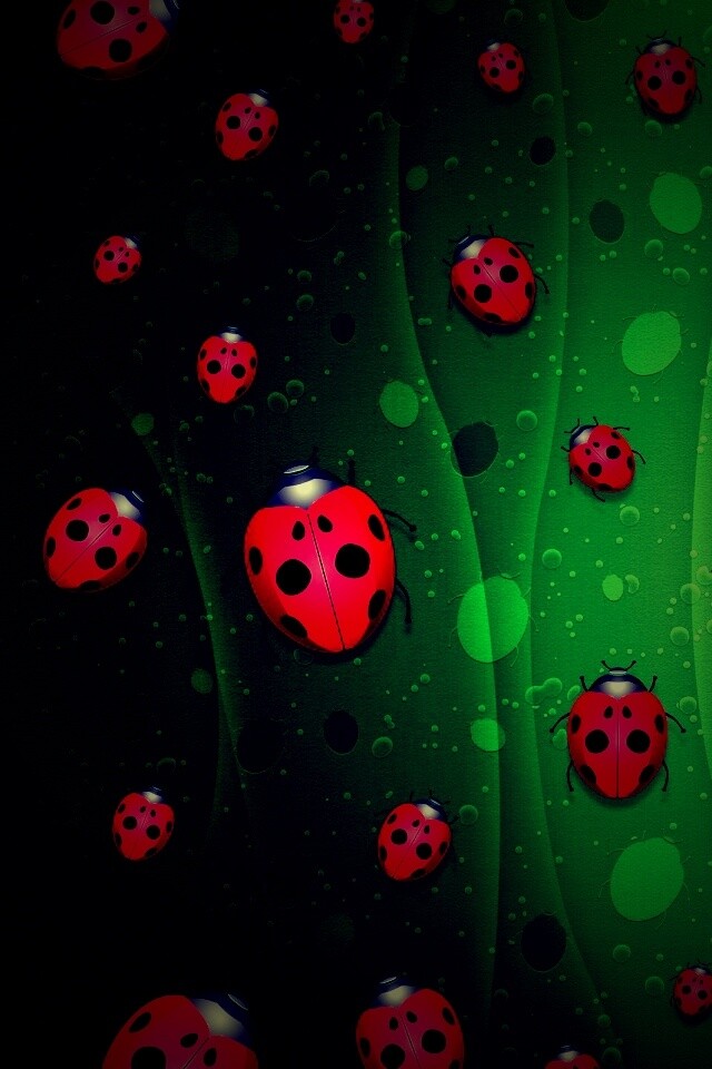 Божьи коровки обои