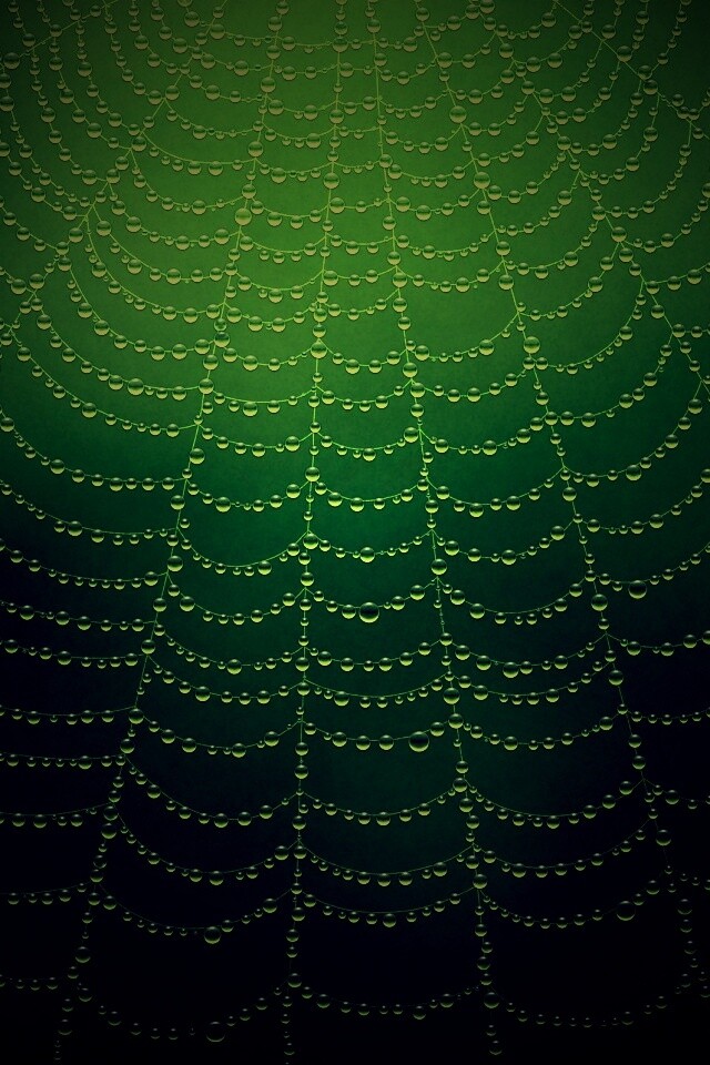 Роса на паутине обои