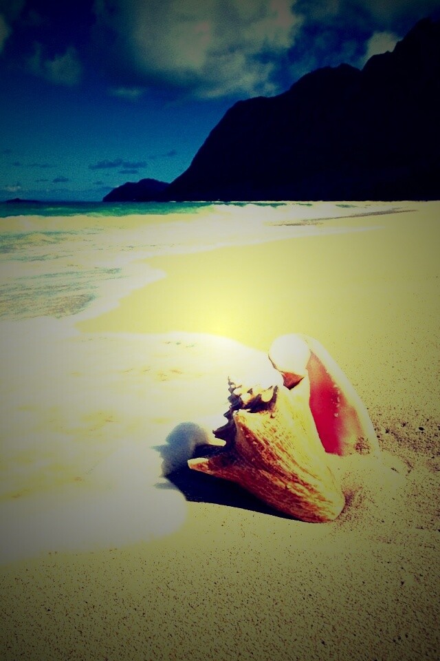 Морская раковина обои