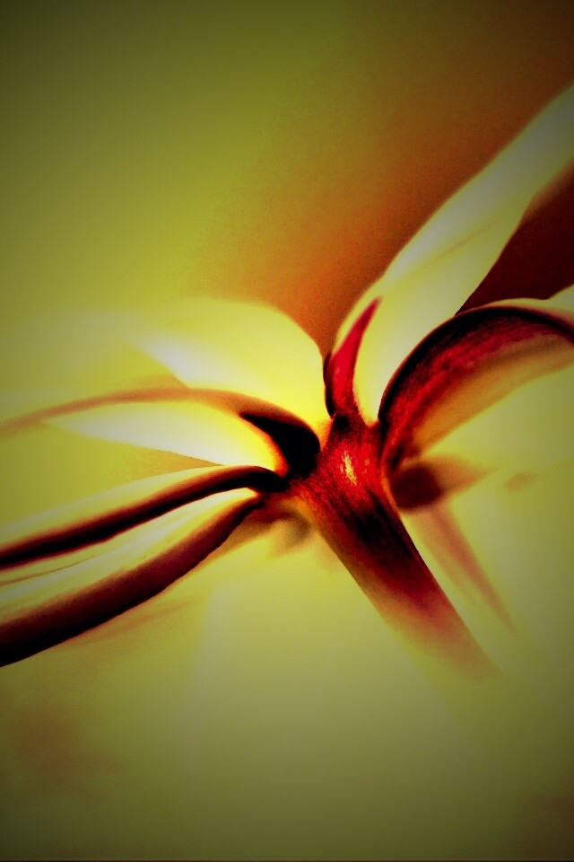 Цветок обои