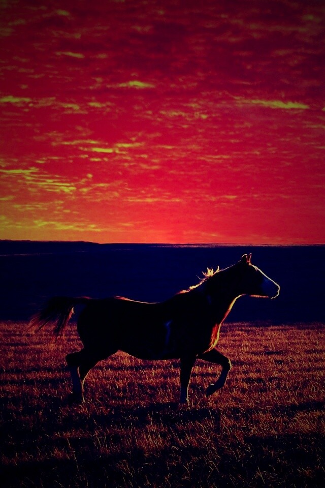 Мустанг обои