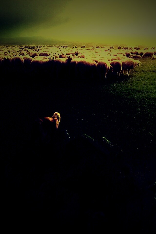 Волк и овцы обои