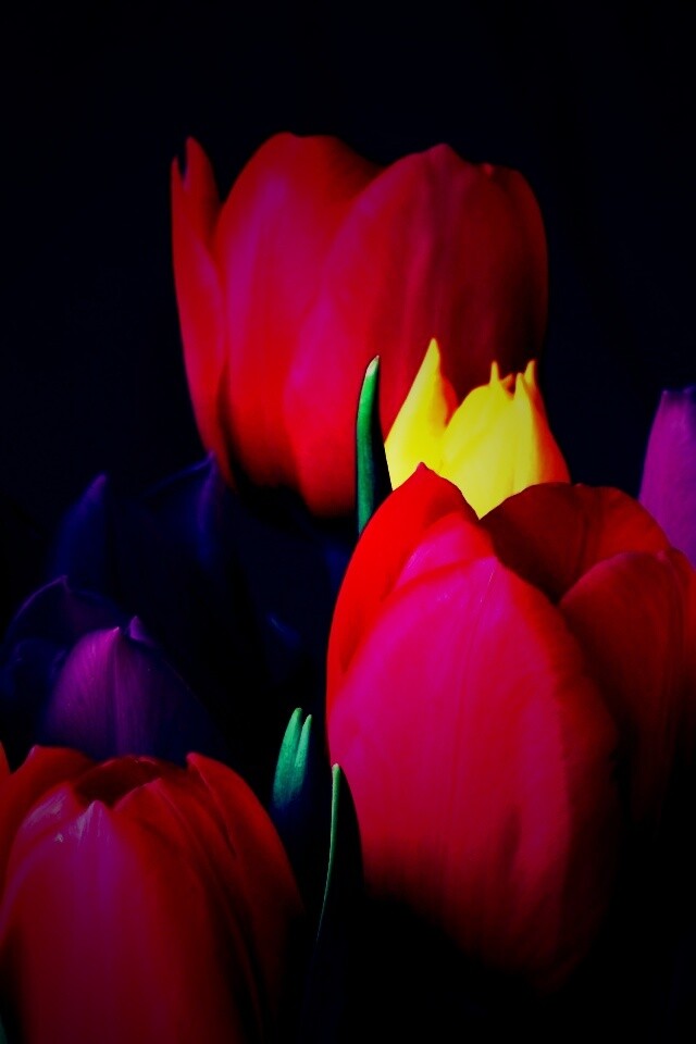 Тюльпаны обои