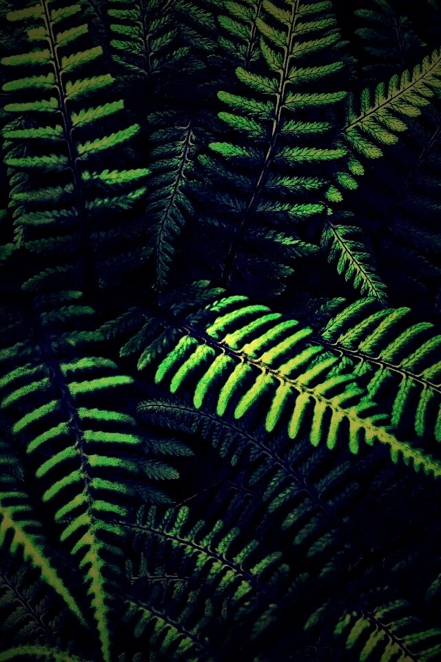 Папоротник обои