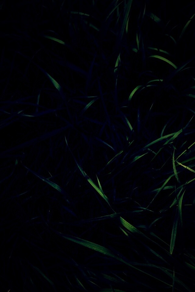 Зеленая трава обои