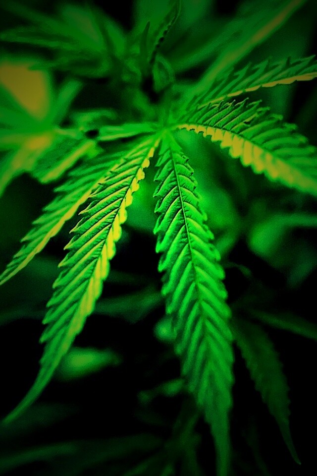 Марихуана обои