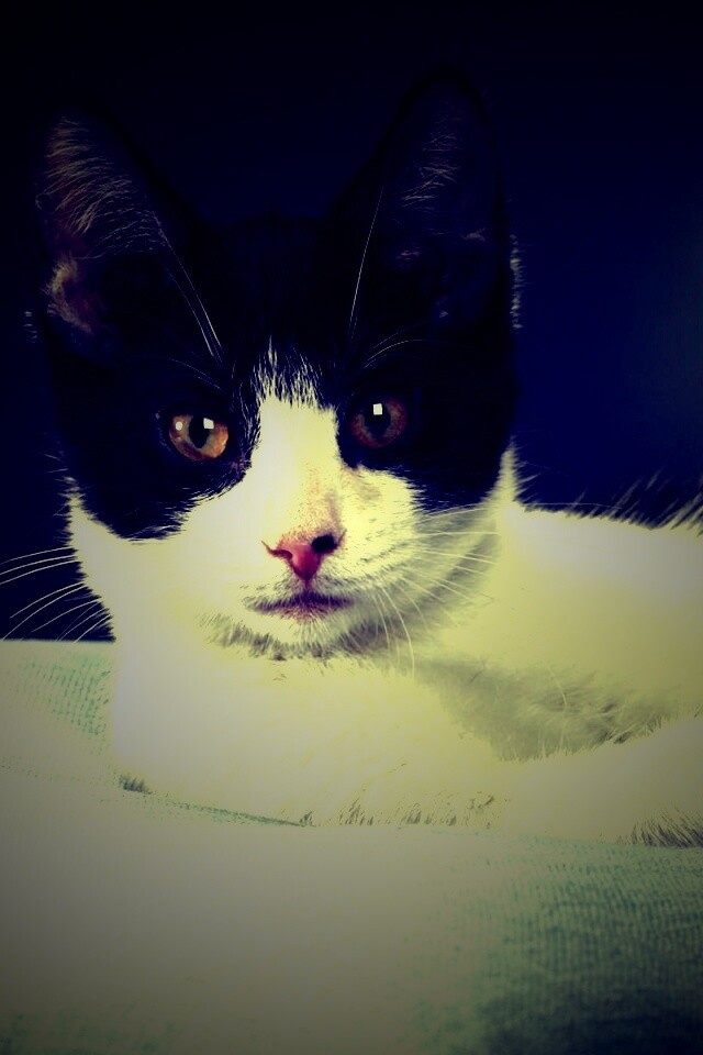 Кот на подушке обои