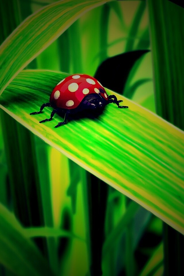 Милая божья коровка робот обои