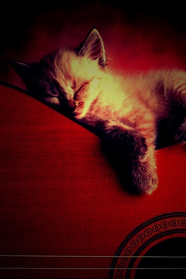 Котенок на гитаре обои