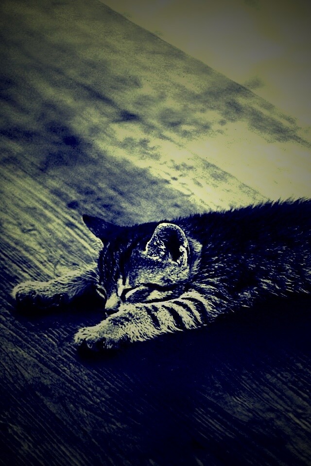 Растянувшийся кошара обои