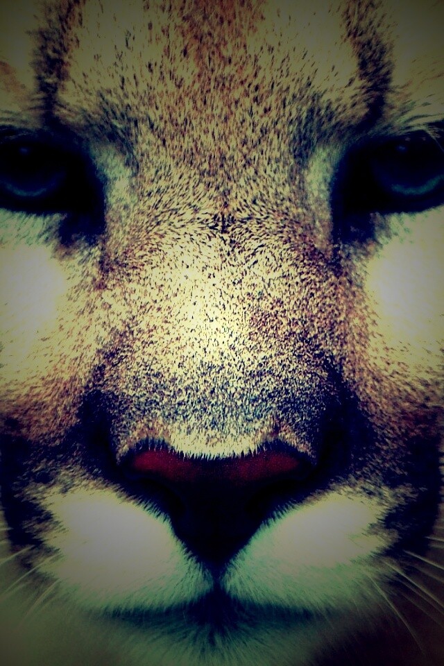 Взгляд большой кошки обои