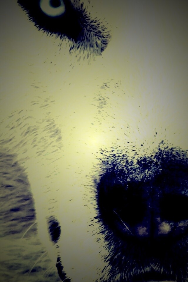 Сибирский хаски обои