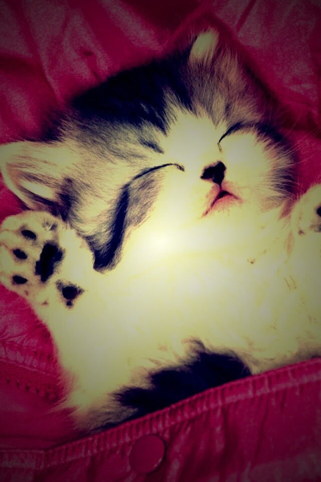 Котенок на розовой куртке обои