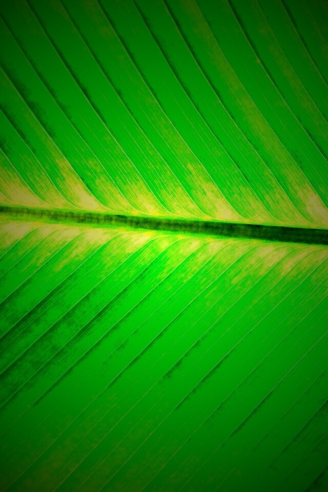 Пальмовый лист на солнце обои