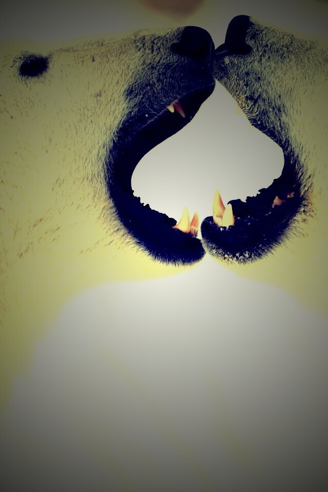 Полярные медведи обои