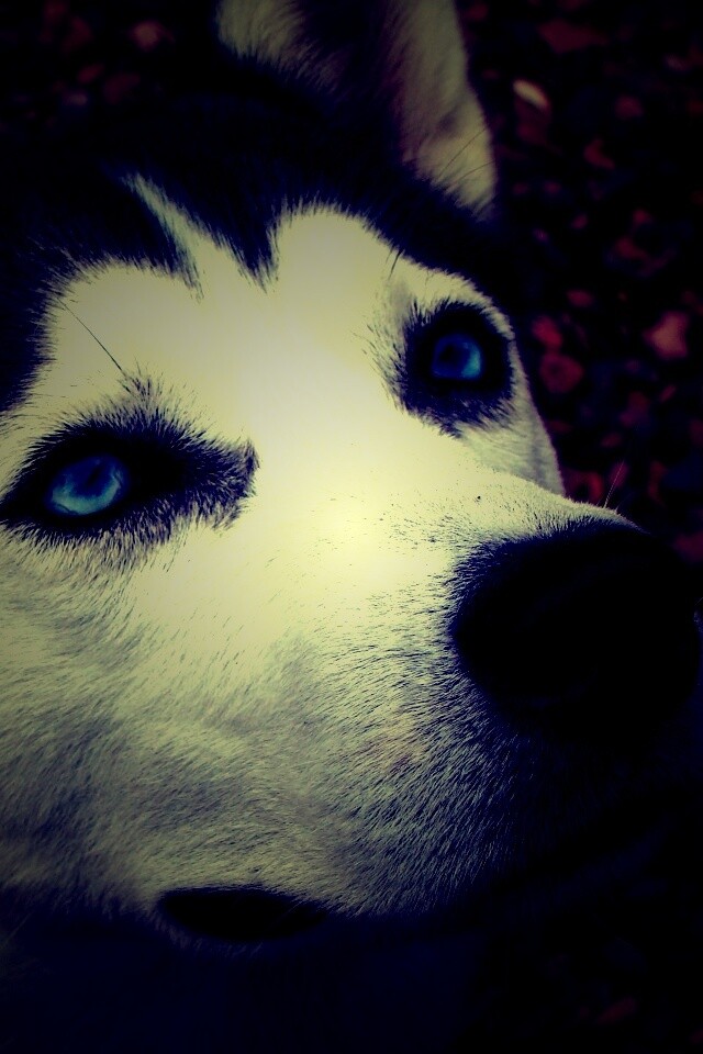 Собака хаски обои