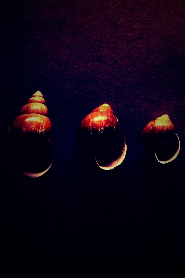 Раковины обои