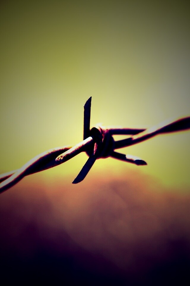 Фото колючей проволоки обои