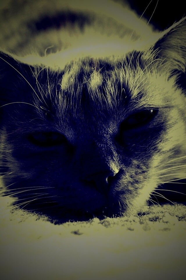 Кошара обои