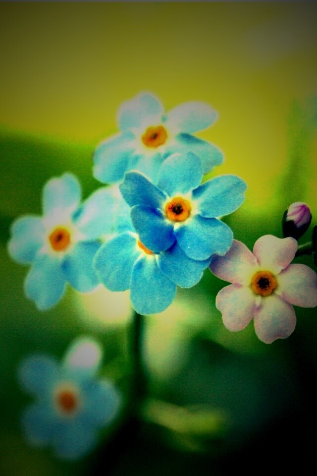 Обои цветов обои