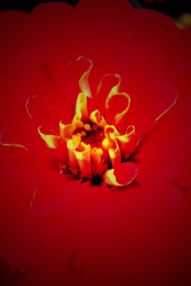 Красный цветок обои