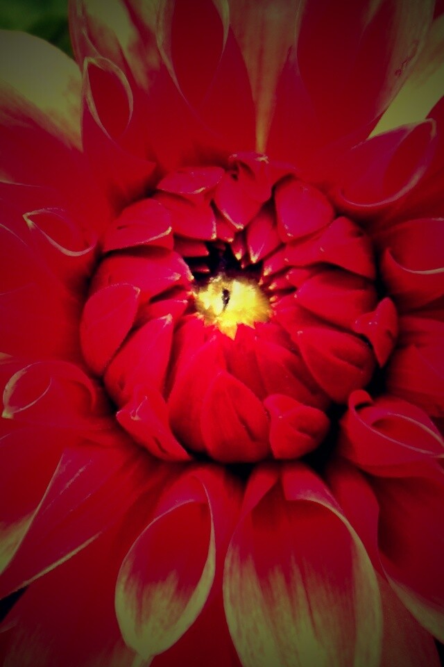 Аленький цветочек обои