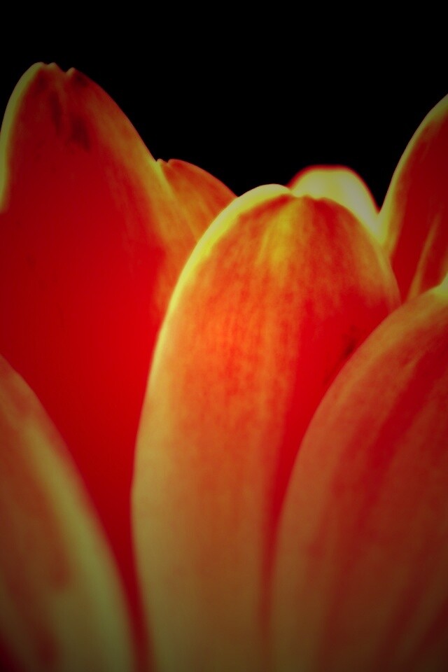 Цветочные лепестки обои