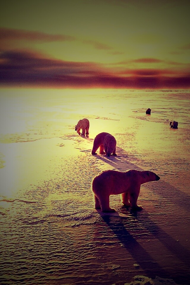 Полярные медведи обои