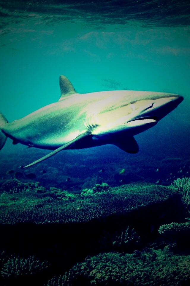 Акула в море обои