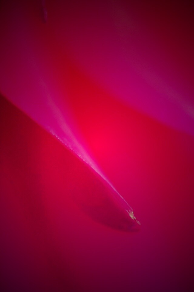 Розовые лепестки обои